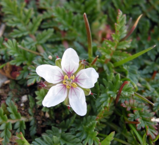 Erodium acaule  / Becco di gr a rosetta